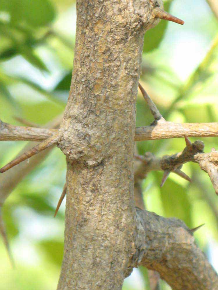              Second - third year twig (Riverside, CA)       